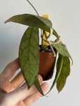 Muda de Hoya sp corneri