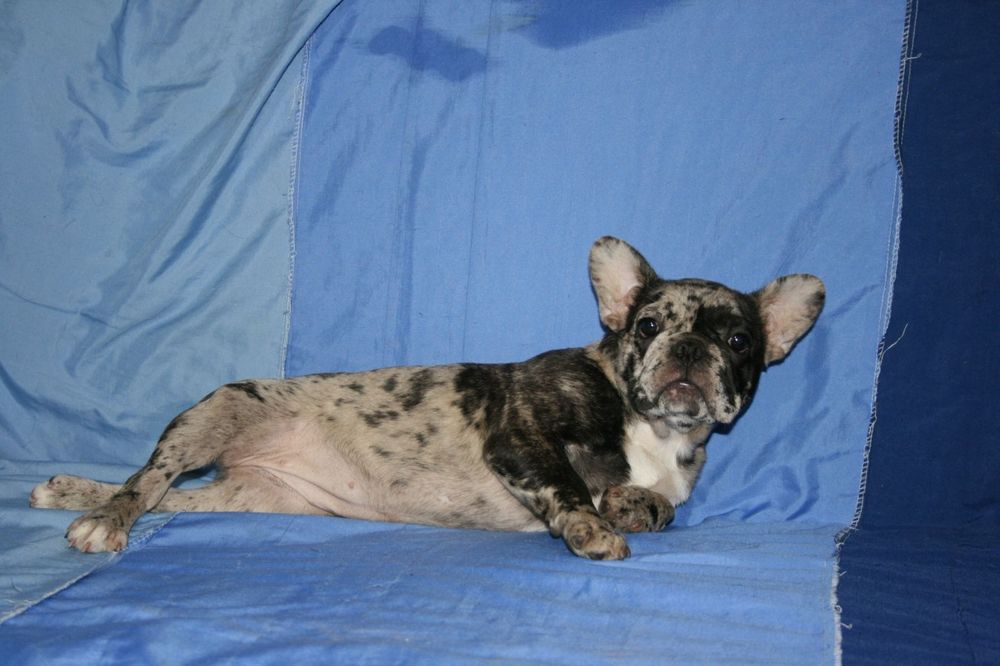 Щенята французького бульдога, дівчинка.