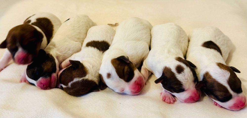 Jack Russell Terrier #SMARTIE JACKS# Pure JRT ZAPRASZAMY do rezerwacji