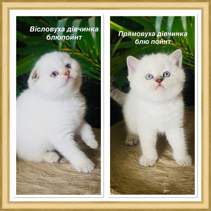 Котята кошенята шотландские не британские вислоухие прямоухие породист