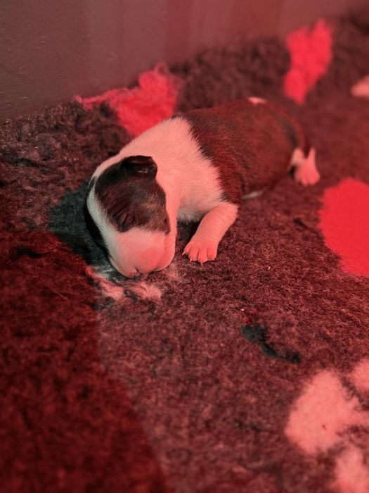 Bulterier miniaturowy ZKWP Tricolor