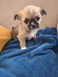 Piesek shih tzu Chihuahua