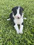 Cachorros border collies