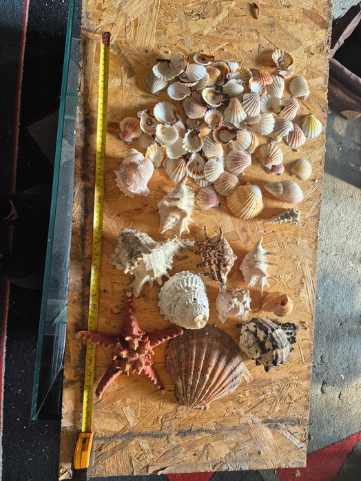 Muszle morskie ozdobne