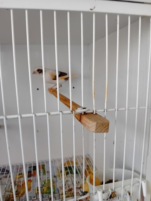 Canários Alecrim Português