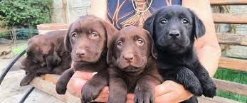 Лабрадор Ретривер шоколадные малыши 
Сейчас есть м