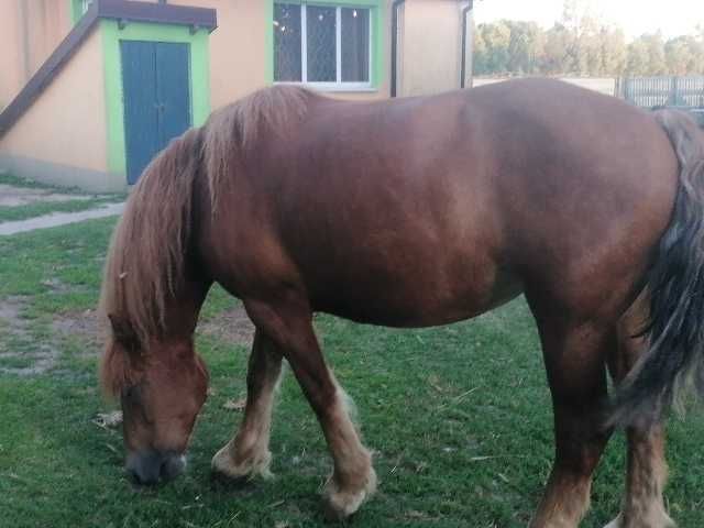Sprzedam klacz 9 letnią nie zrebną