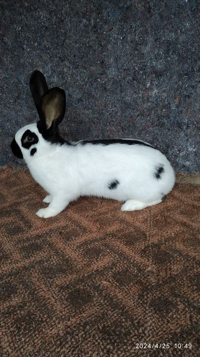 Німецький строкач.Самки,самці.Можливий обмін на зерно.