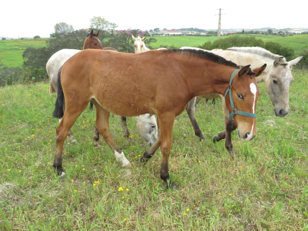 Poldra Luso-Warmblood de 2 anos