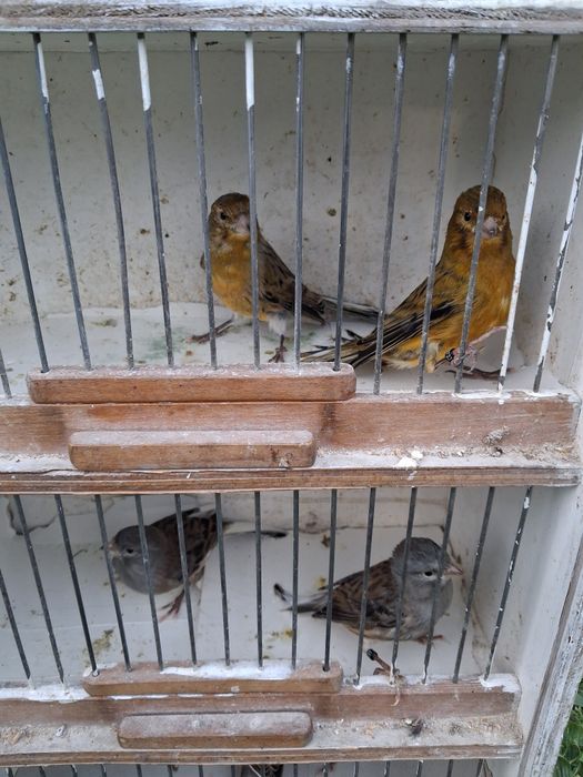 Sprzedam kanarki samce