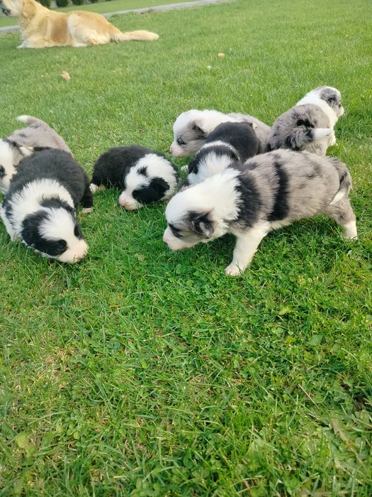 Piękne border collie