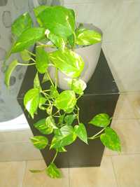 Planta jibóia 90cm