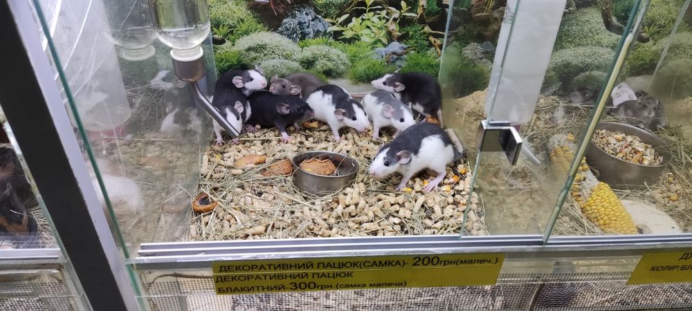 криска біла , голуба маленька