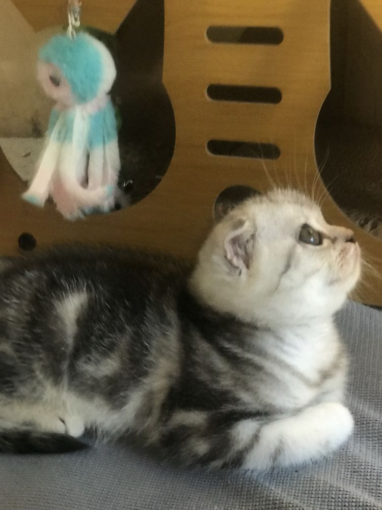 Котик шотландский 1,5 месяца