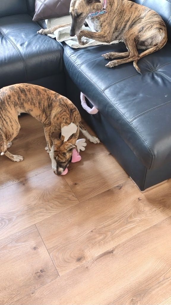 Chart angielski whippet FCI