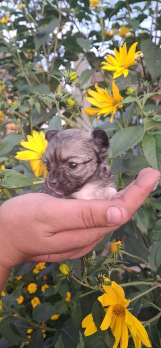 Chihuahua Sobolowa suczka