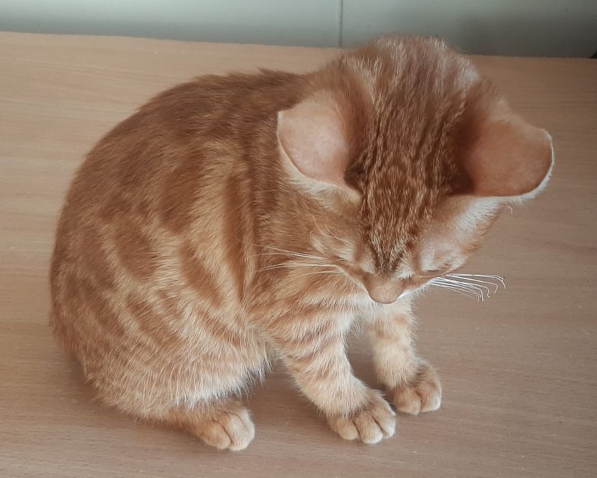 Бенгальський хлопчик рудий 3,5 місяців