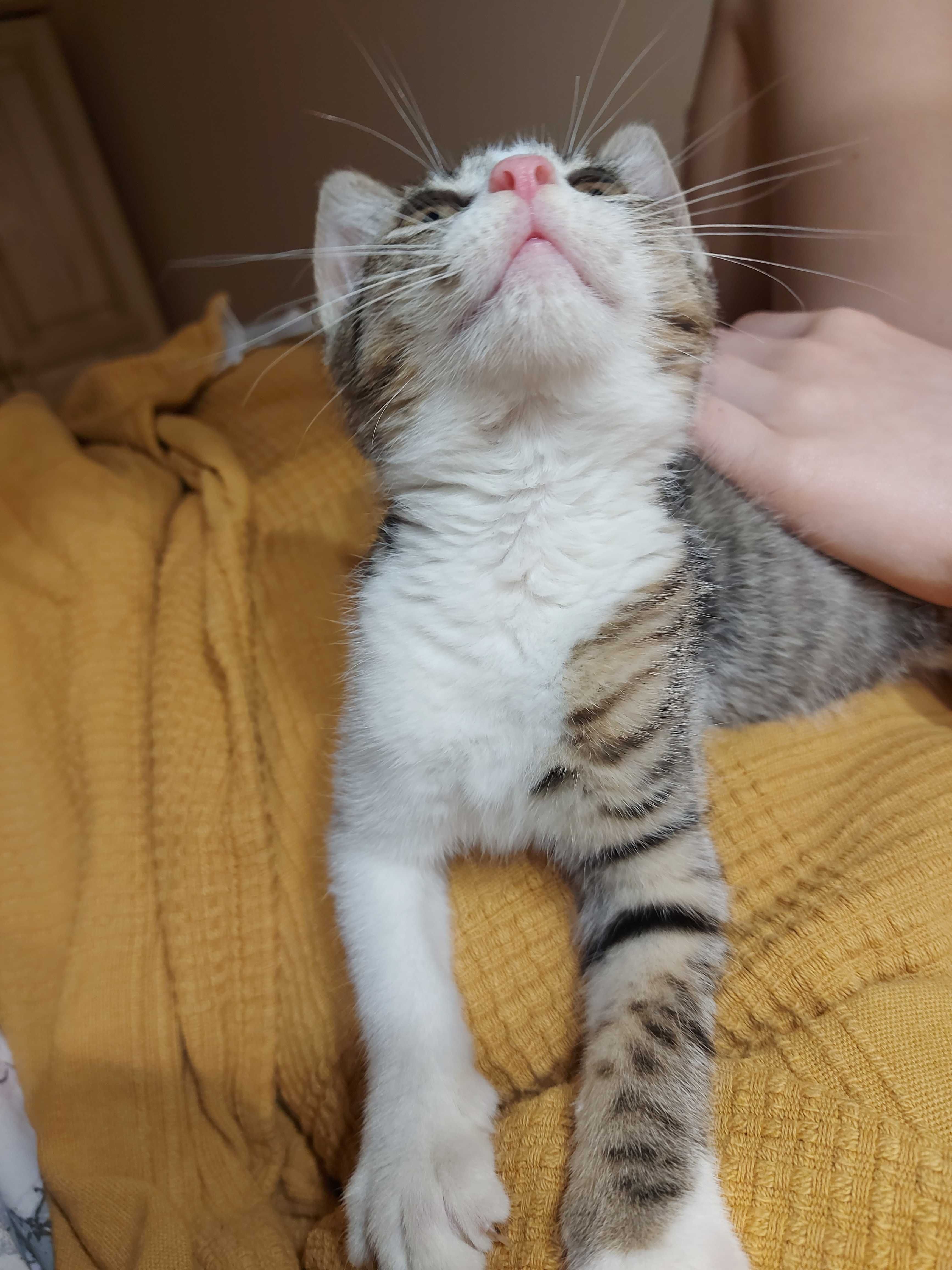 Malutka drobna kotka do adopcji.