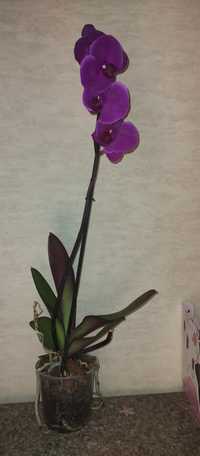 Продам очень красивую орхидею.