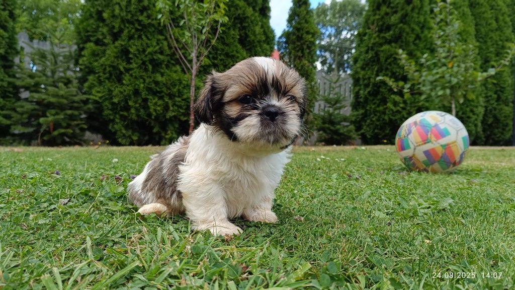 Piesek shih tzu szczeniak