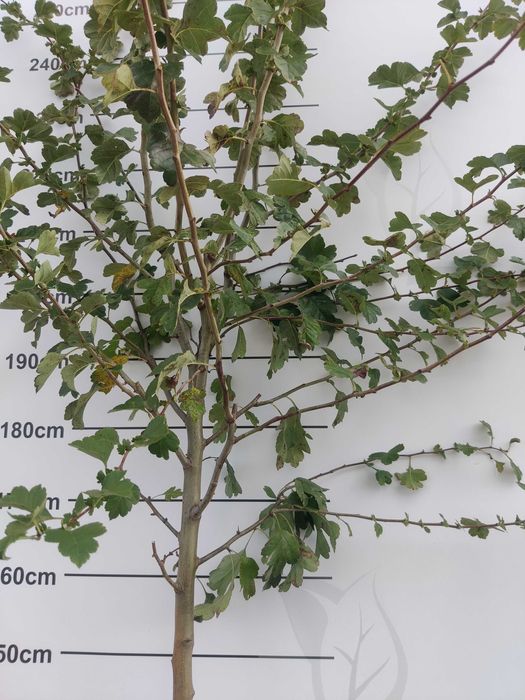 Głóg Paul Scarlett Scarlet