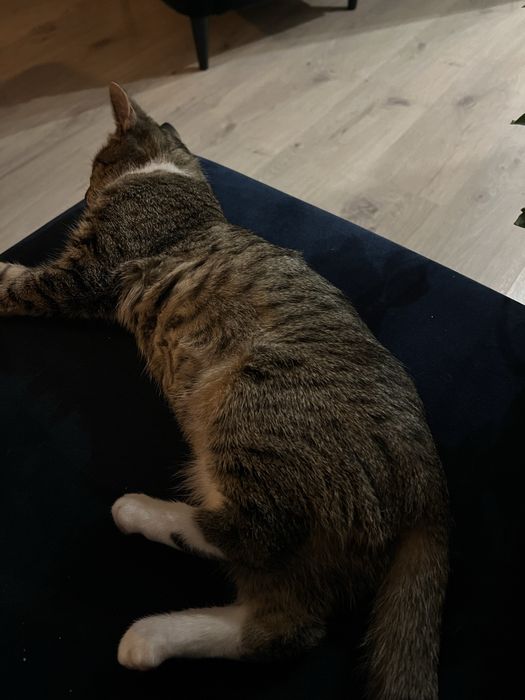 kotka ZA DARMO oddam w dobre ręce