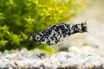 Dalmatin Molly (molinezja dalmatin)