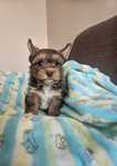 Yorkshire terrier piesek
