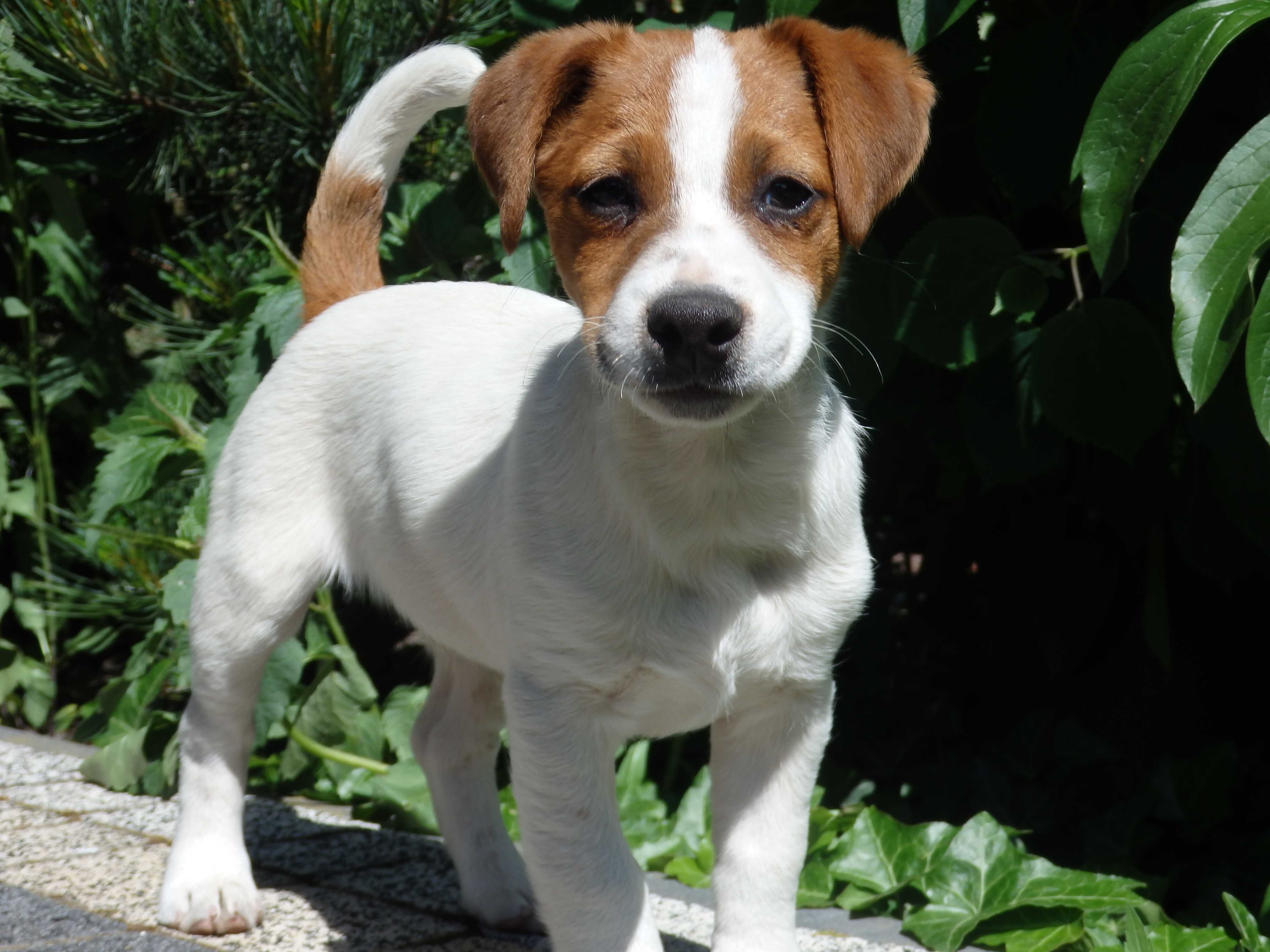 Jack Russell Terrier wzorcowy piesek #SMARTIE JACKS# rodzice FCI/ ZKwP