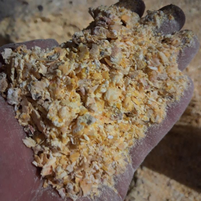 Kukurydza sucha cale ziarno gnieciona mielona ccm