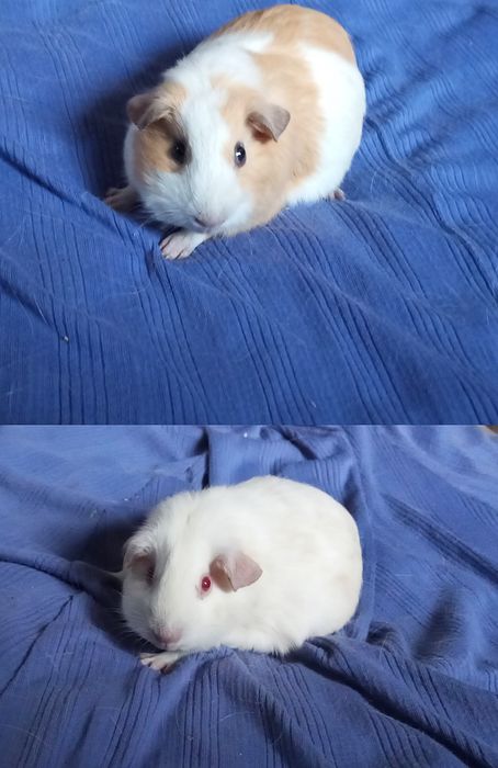 Морська свинка дівчинка