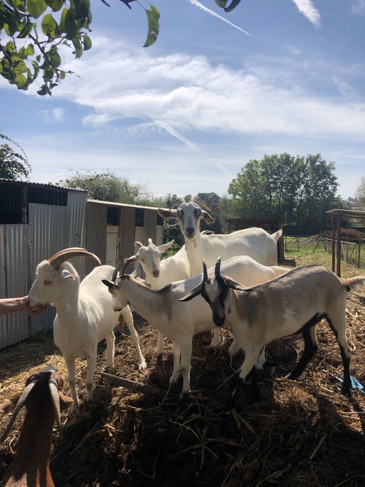 Cabras de otima qualidade para produção de leite (preço por animal)