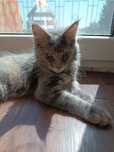 Kotka Maine coon
