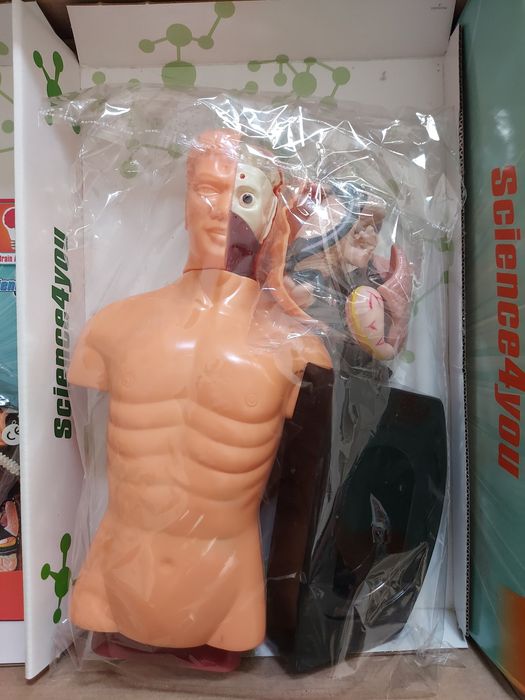 Brinquedo educativo Corpo Humano