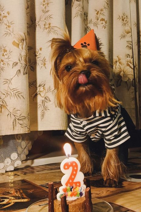 Міні йорк шукає дівчинку для в'язки