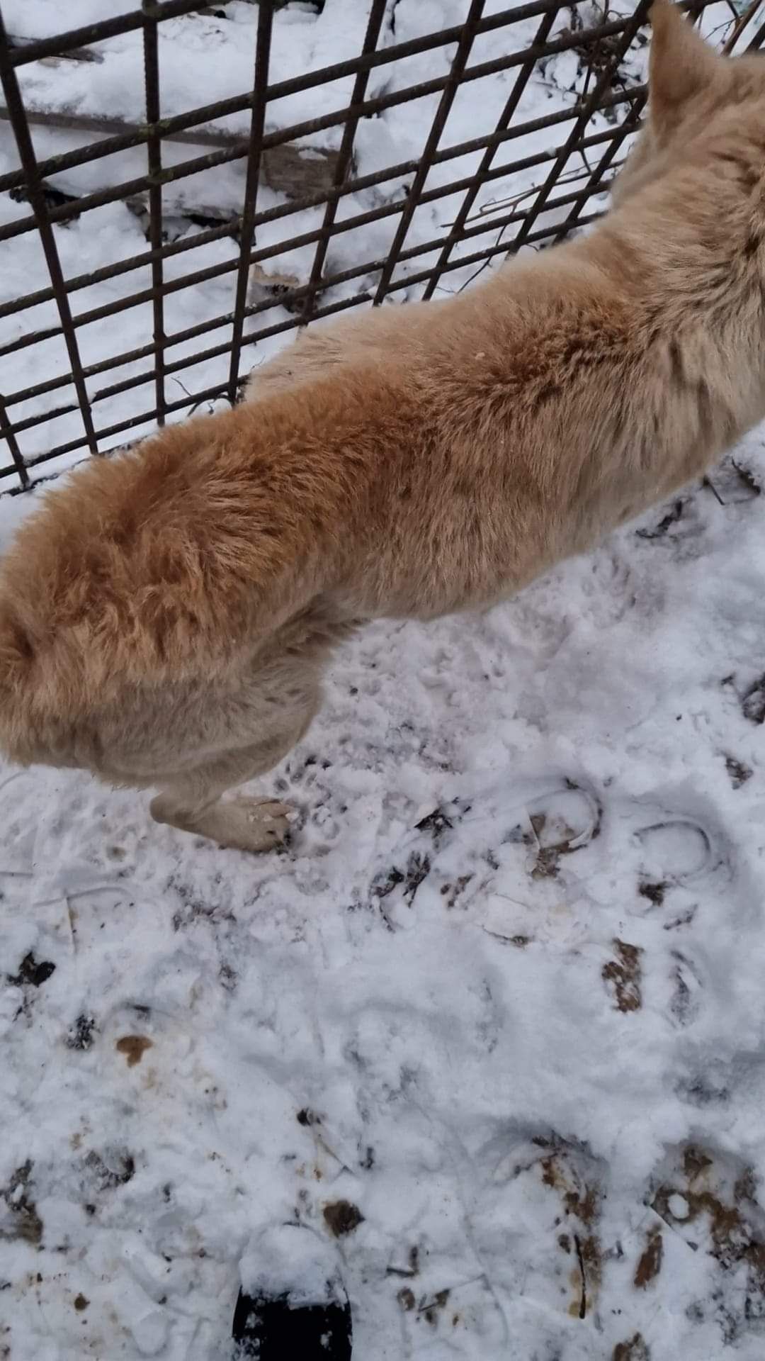 Rosa sympatyczna sunia PILNIE potrzebuje domu! Choćby DT!