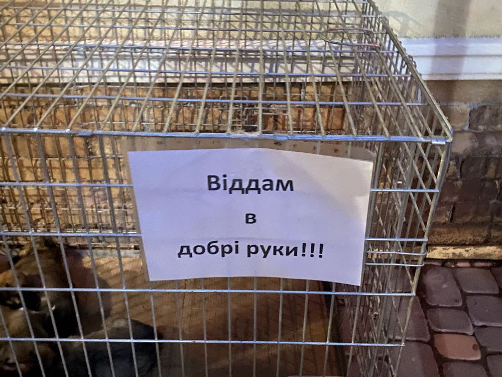 цуценятка у добрі руки