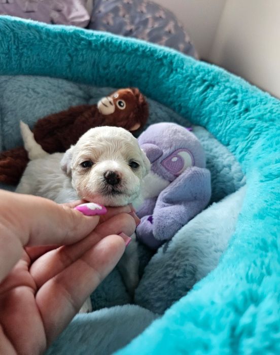 Bichon frise Cotton Monkey FCI ZkwP sunia