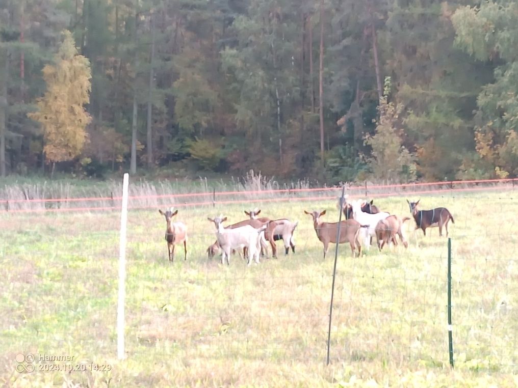 Sprzedam kozy i koziołki