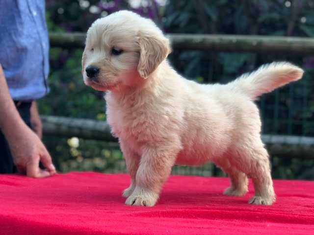 Golden Retriever cachorro