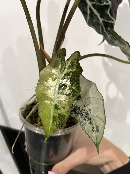 Alokazja polly pink variegata