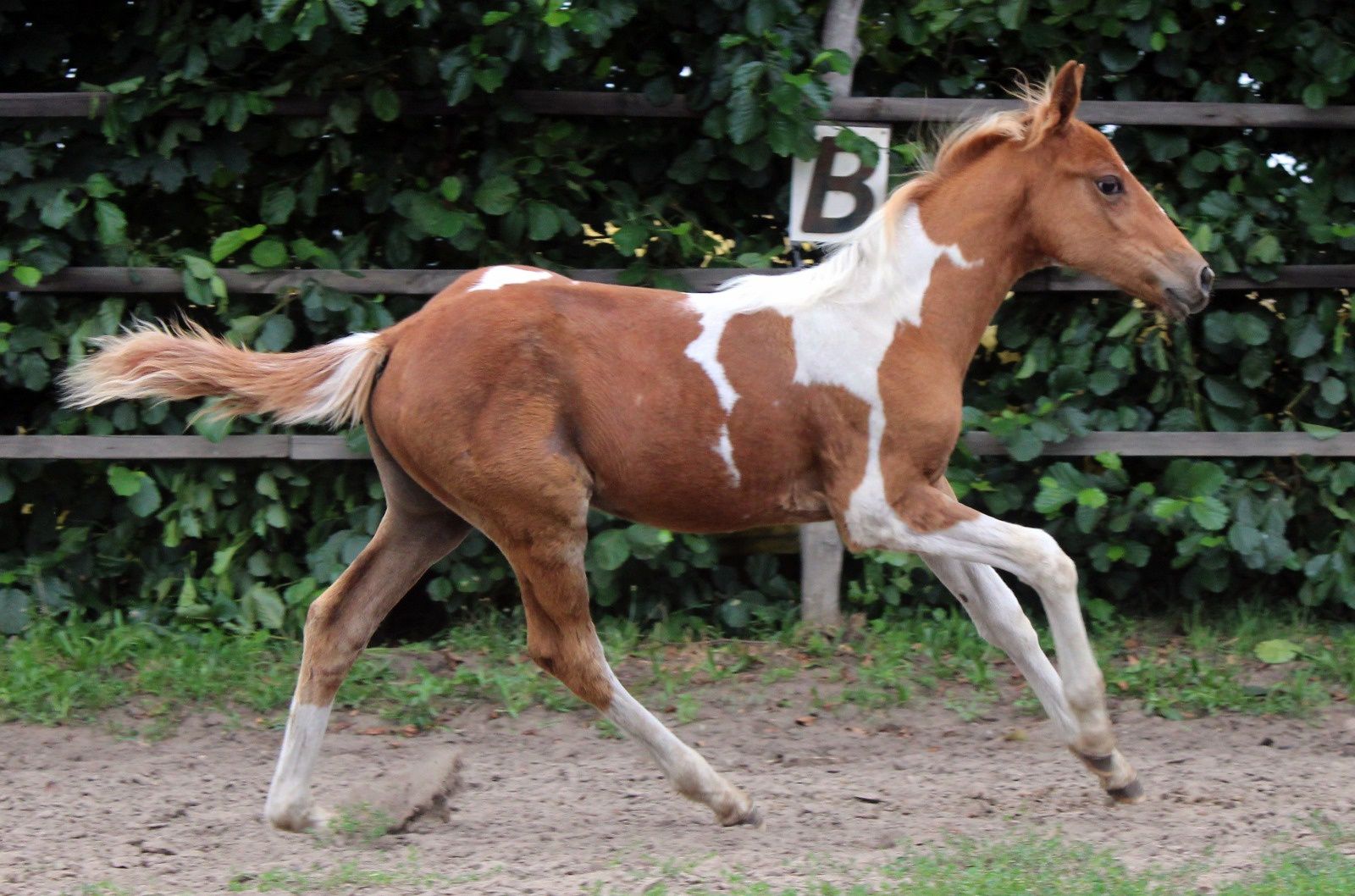 Ginny QT klaczka 1/2 aph American Paint Horse
