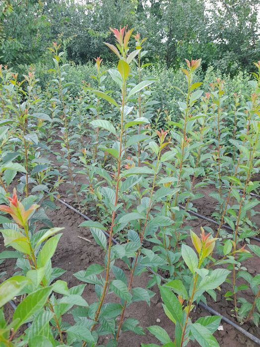 БЕСТ  ЕВРІКА  підщепи для  кісточкових   Айва ва29 с1 106 62 396