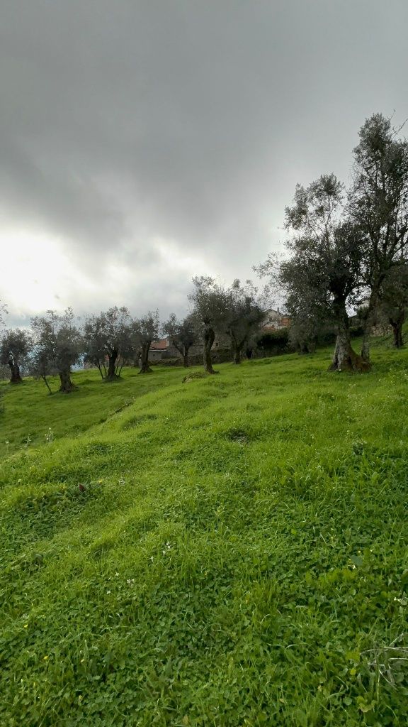 Terreno / Quintinha com 5 mil m2 em Algodres