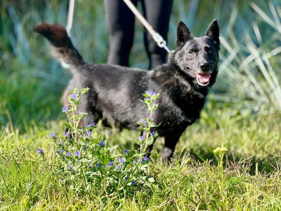 Flapi to taki mały batonik Brauni–słodki, kochany i poprawiający humor