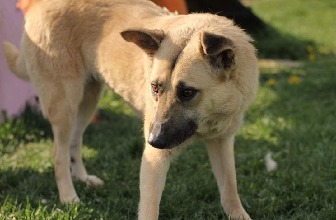 Dziewczyna o imieniu Sunia do adopcji