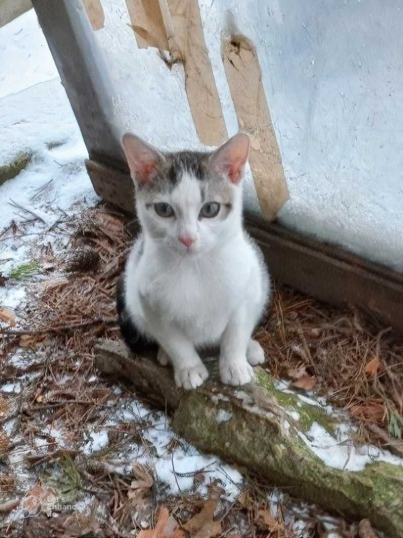 Kocurek Kazik szuka domu