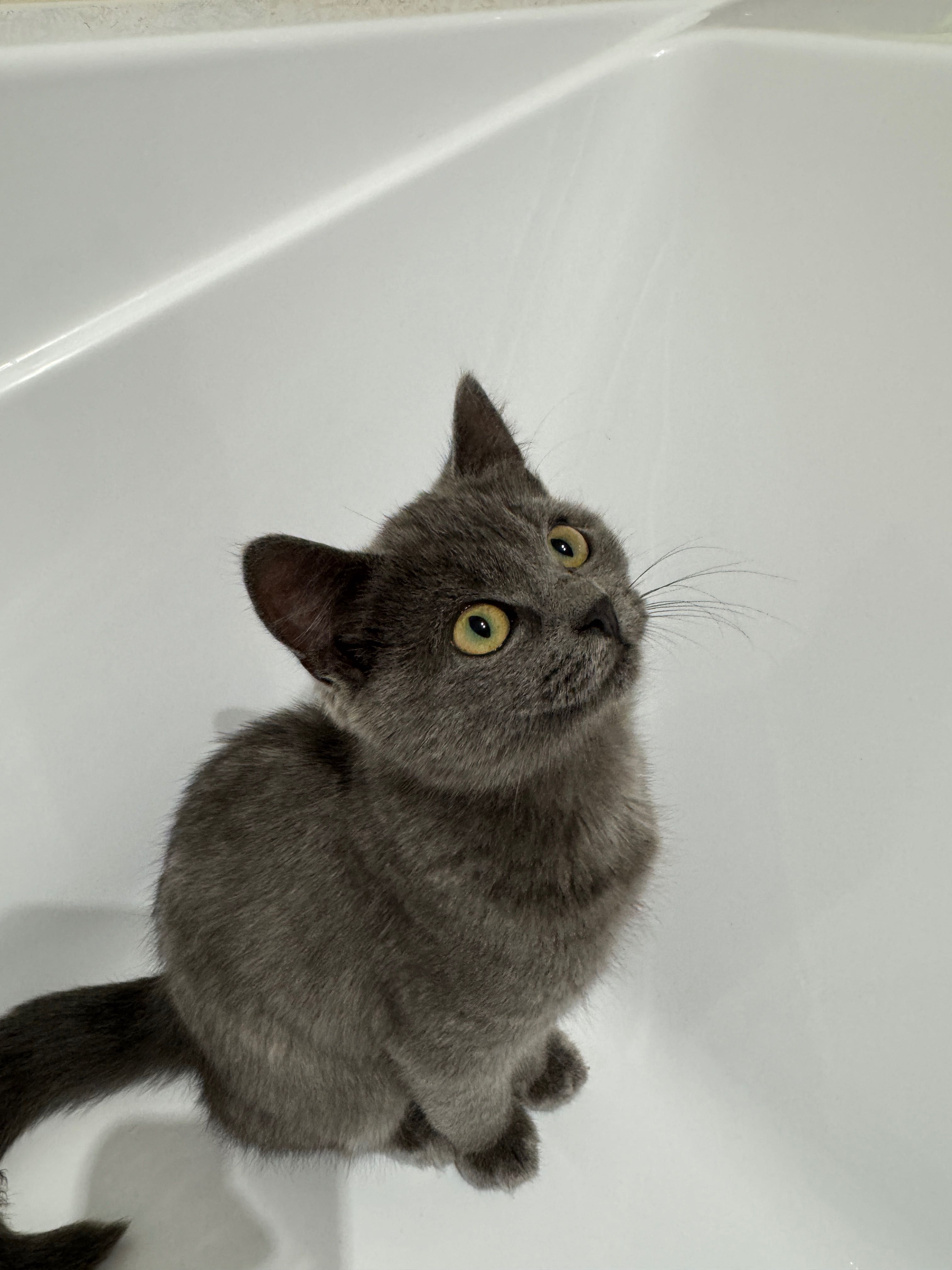 Кошеня, 2 місяці