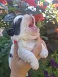 Shih tzu z genem czekoladowym suczka