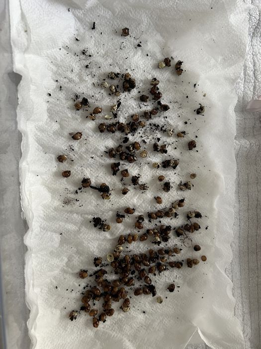 Ślimaki Afrykańskie/Jaja ślimaka